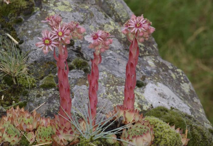 Plant photo of: Sempervivum tectorum