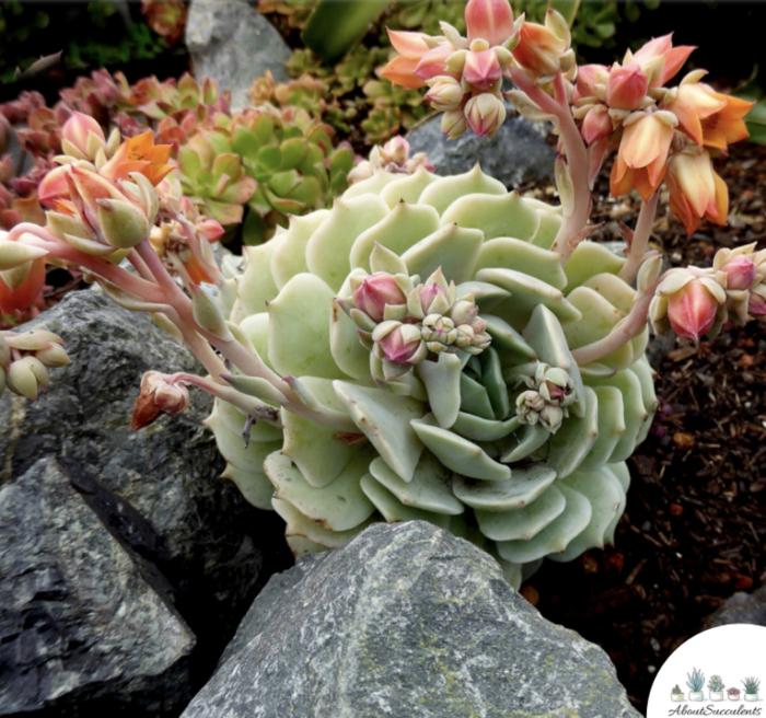 Plant photo of: Echeveria lola