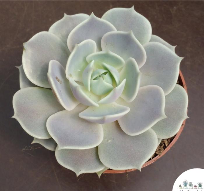Plant photo of: Echeveria lola