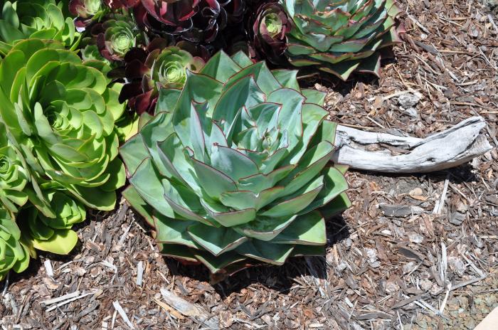 Plant photo of: Echeveria hybrids