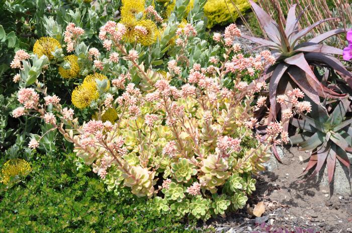 Plant photo of: Echeveria hybrids