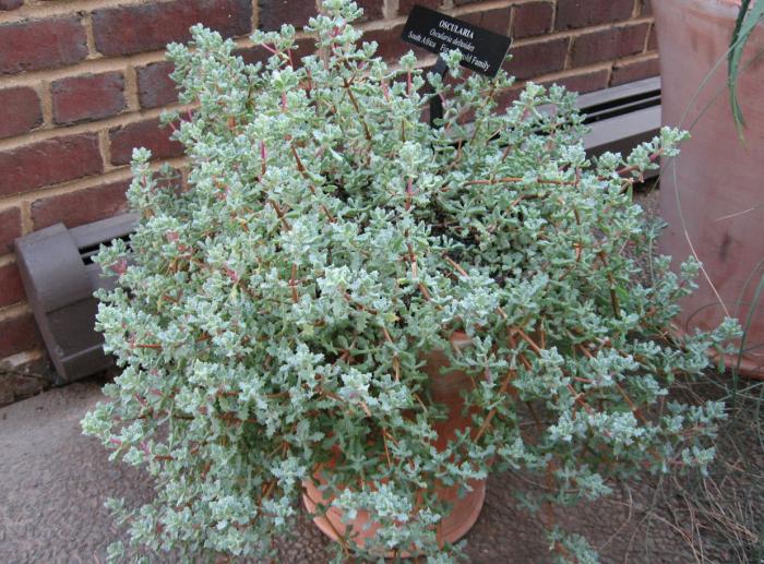 Plant photo of: Oscularia deltoides