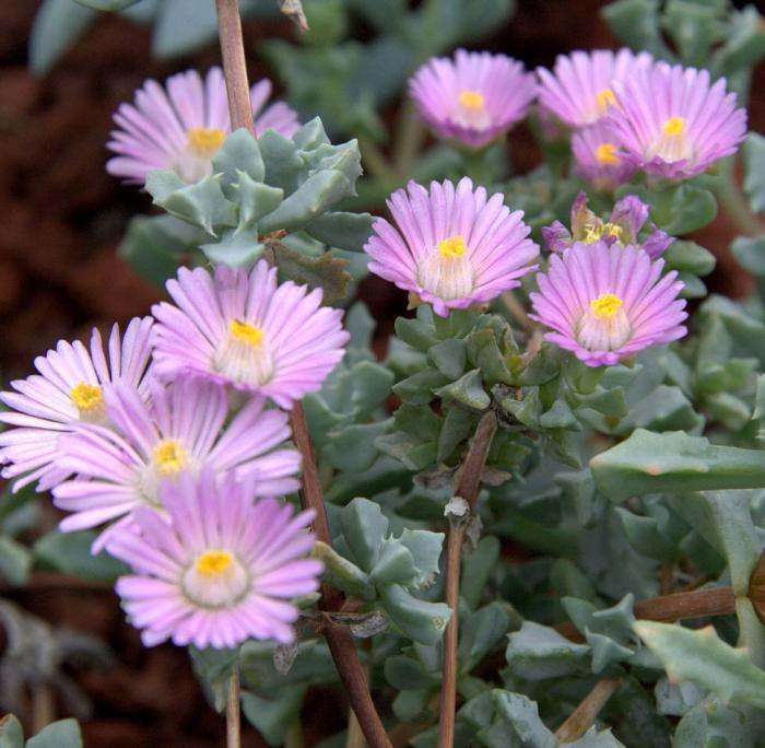 Plant photo of: Oscularia deltoides