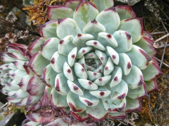 Echeveria colorata
