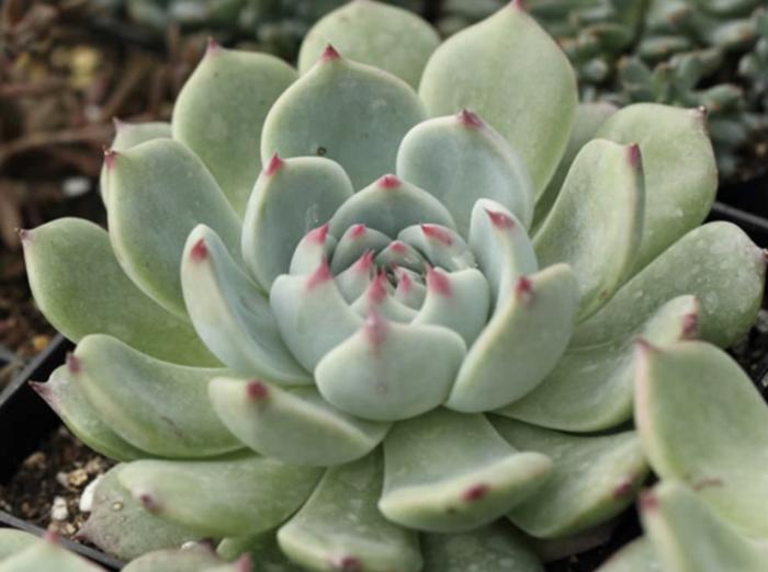 Plant photo of: Echeveria colorata
