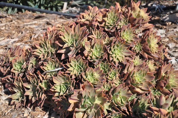 Aeonium decorum