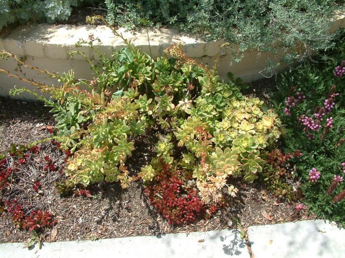 Plant photo of: Aeonium decorum