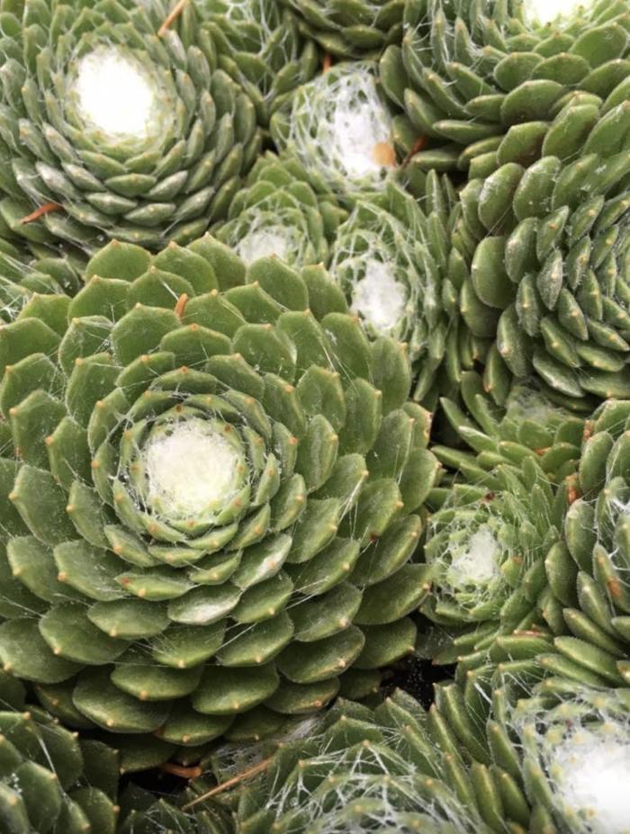 Plant photo of: Sempervivum arachnoideum 'Cobweb Buttons