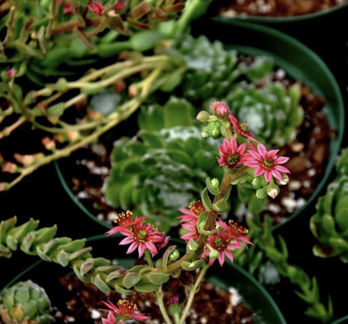 Plant photo of: Sempervivum arachnoideum 'Cobweb Buttons