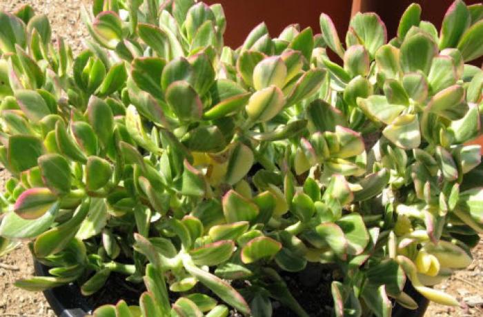 Crassula ovata 'Variegata'