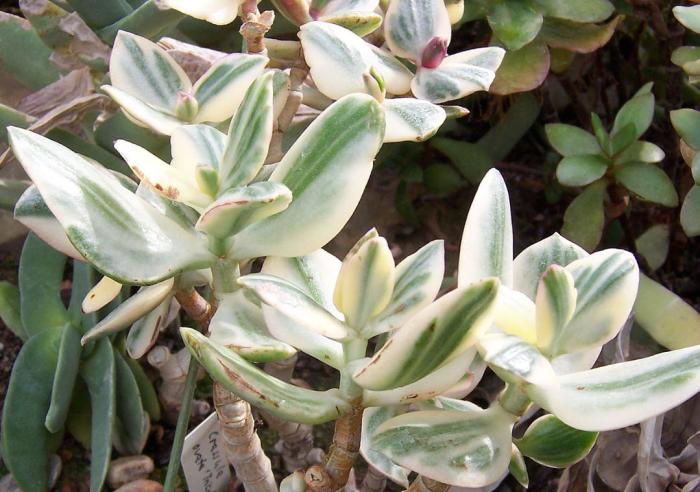 Plant photo of: Crassula ovata 'Variegata'