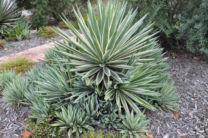 Agave angustifolia v. marginata