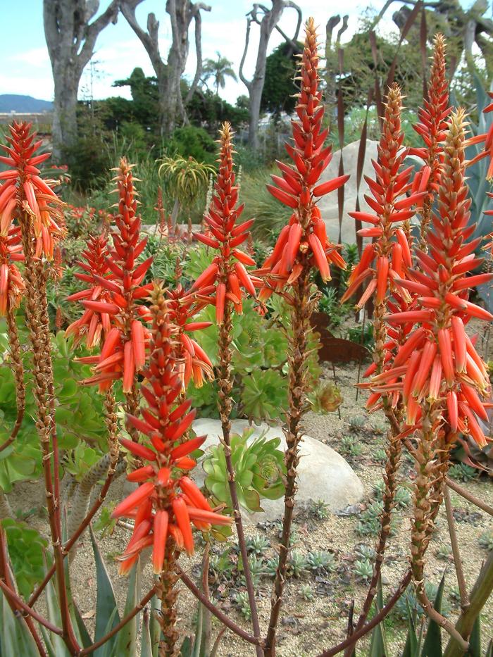 Plant photo of: Aloe wickensii