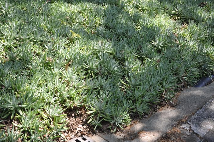 Plant photo of: Dudleya hassei