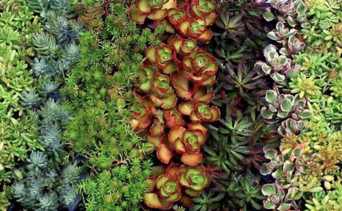 Stonecrop