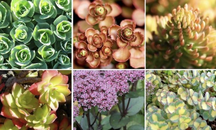 Plant photo of: Sedum spp.