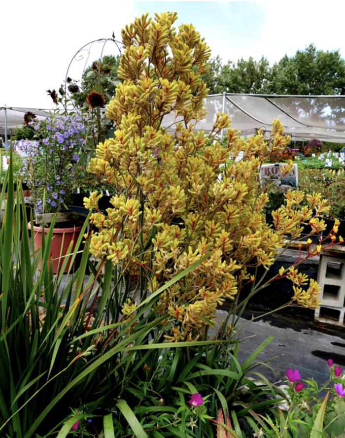 Anigozanthos ‘Harmony’