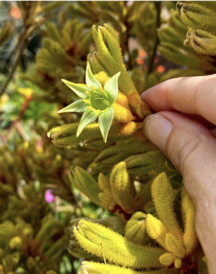 Plant photo of: Anigozanthos ‘Harmony’