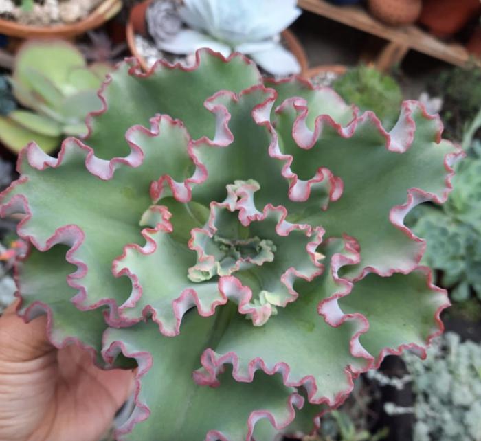 Plant photo of: Echeveria 'Ruffles'