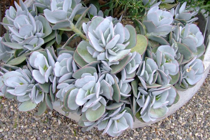 Silver Pig's Ear