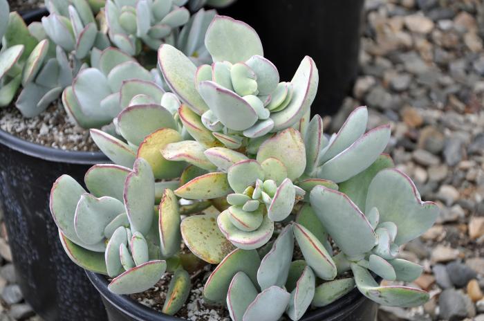 Plant photo of: Cotyledon orbiculata 'Cinderella'