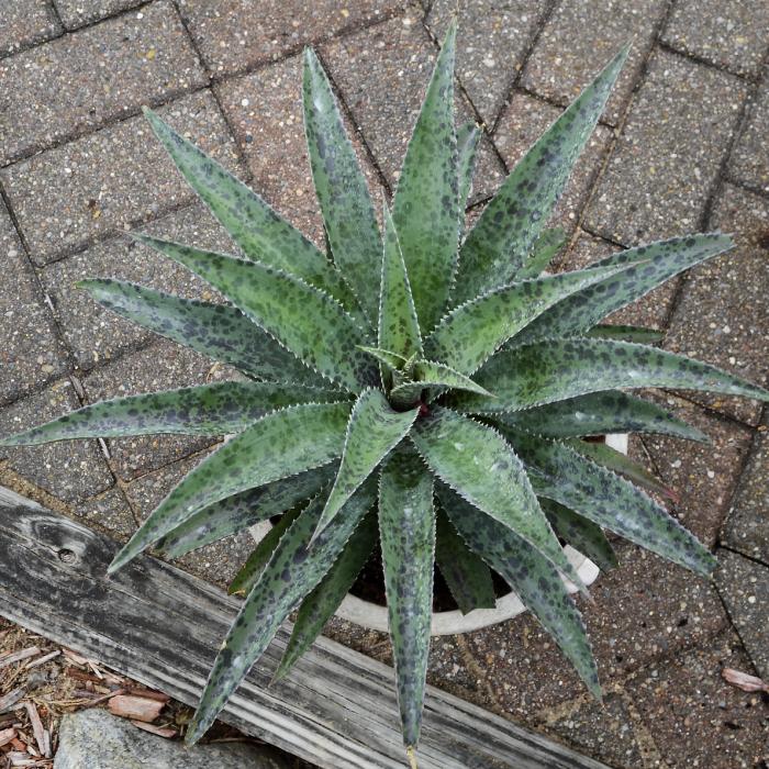 Plant photo of: Mangave 'Freckles and Speckles'