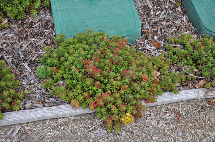 Sedum album