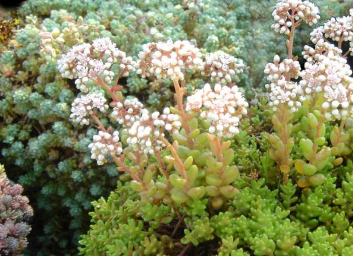 Plant photo of: Sedum album