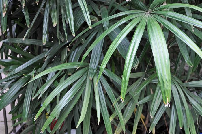 Rhapis humilis