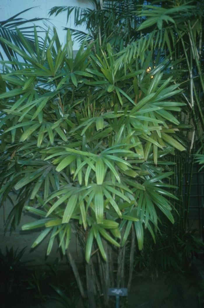 Plant photo of: Rhapis humilis