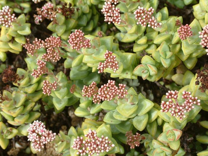 Crassula perforata