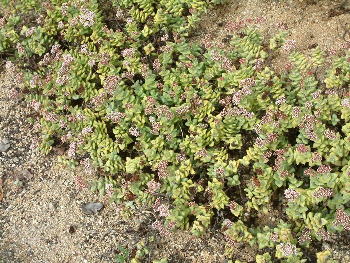 Plant photo of: Crassula perforata