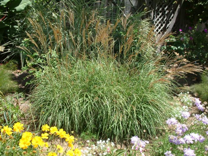 Plant photo of: Miscanthus sinensis 'Adagio'