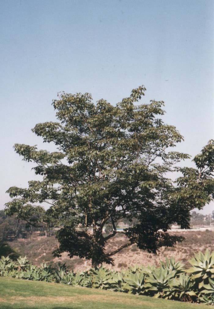 Tabebuia avellanedae