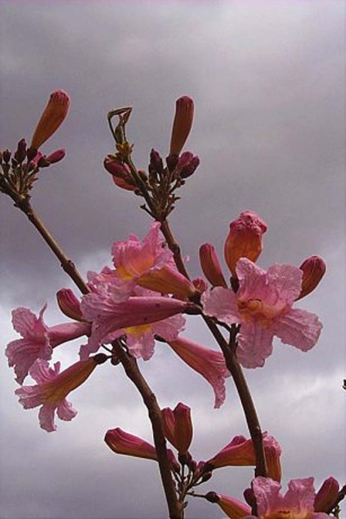 Plant photo of: Tabebuia impetiginosa