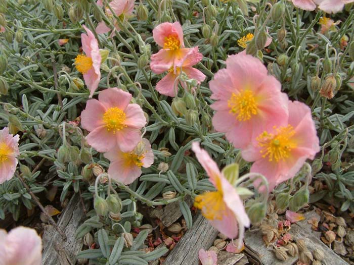 Plant photo of: Helianthemum nummularium 'Wisley Pink'