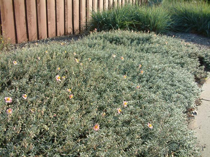 Plant photo of: Helianthemum nummularium 'Wisley Pink'