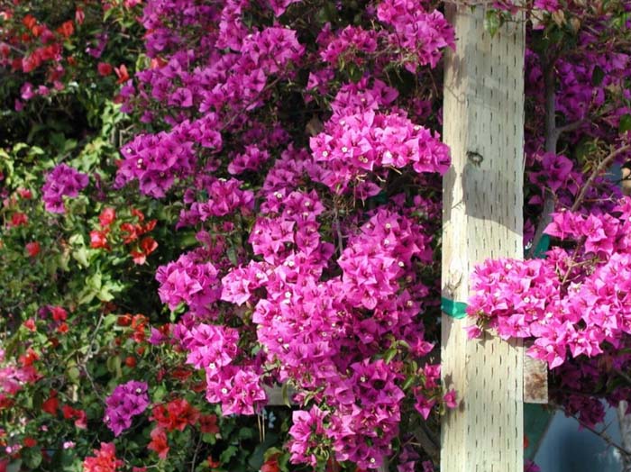 Bougainvillea cultivars