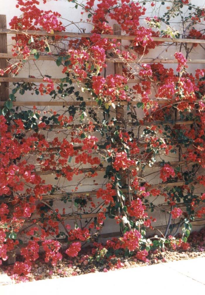 Plant photo of: Bougainvillea cultivars