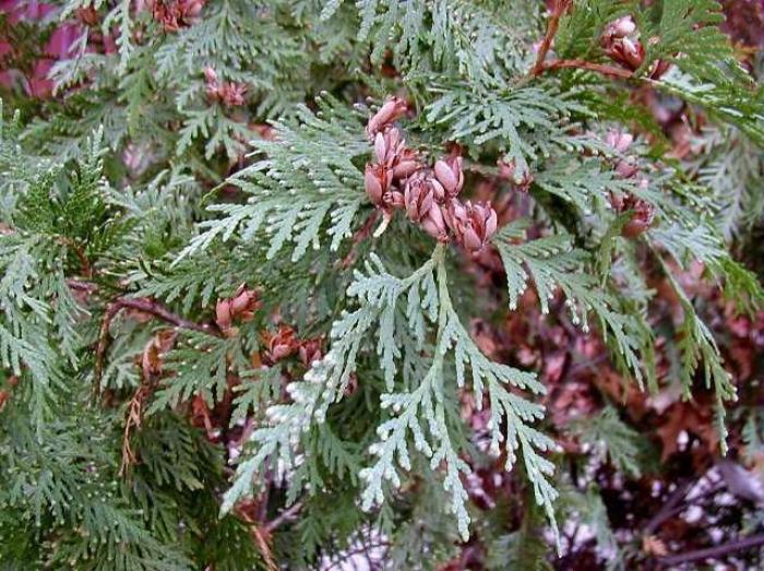 Plant photo of: Thuja occidentalis