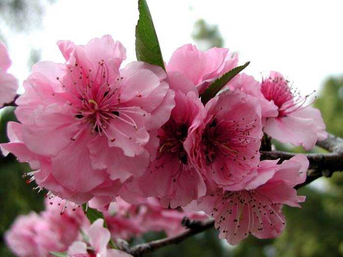 Prunus blireiana
