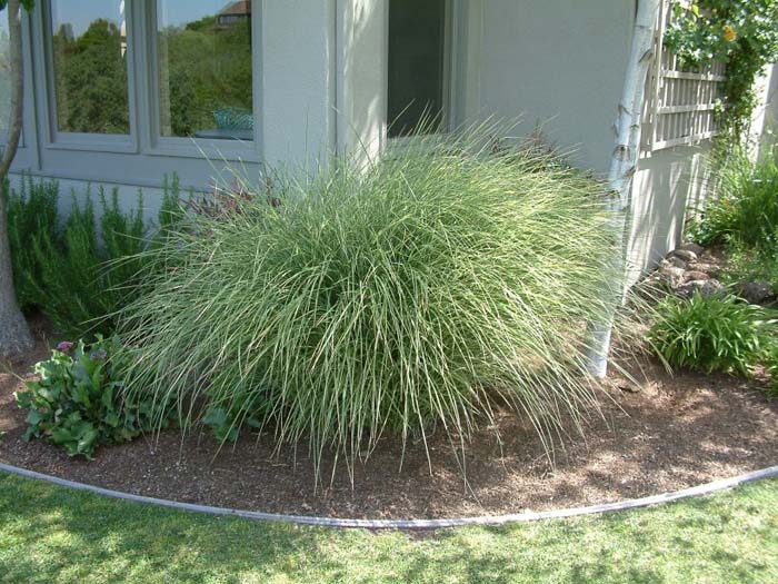 Plant photo of: Miscanthus sinensis 'Morning Light'