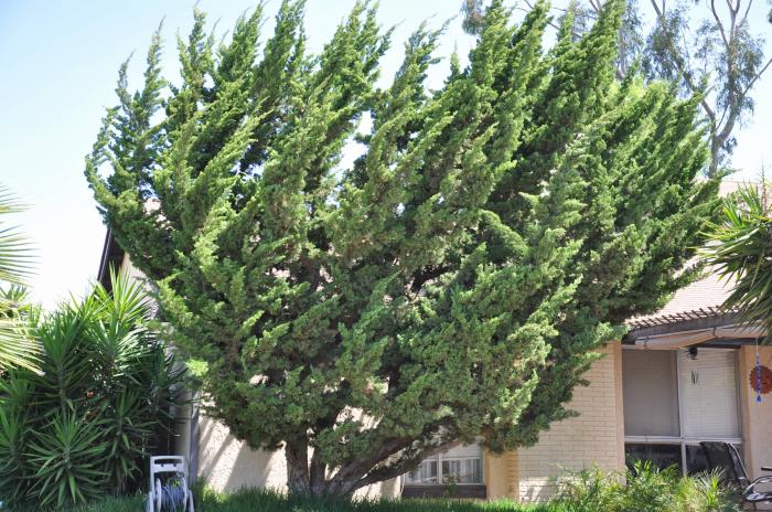 Juniperus chinensis 'Kaizuka'