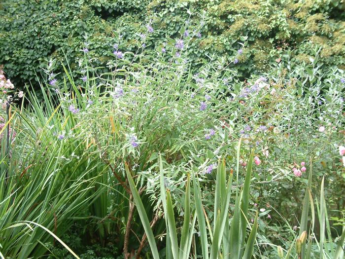 Caryopteris X clandonensis