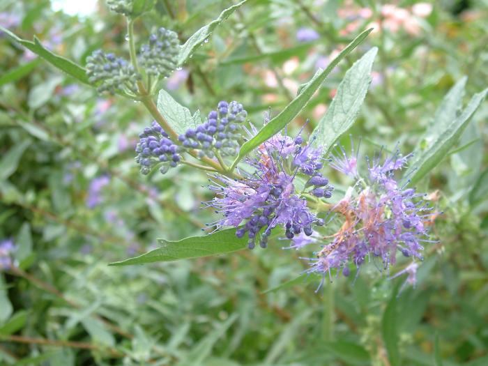 Plant photo of: Caryopteris X clandonensis