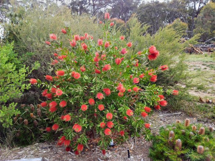 Callistemon citrinus