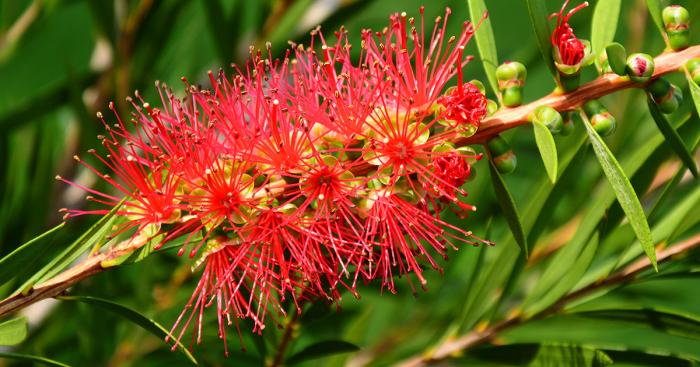 Plant photo of: Callistemon citrinus