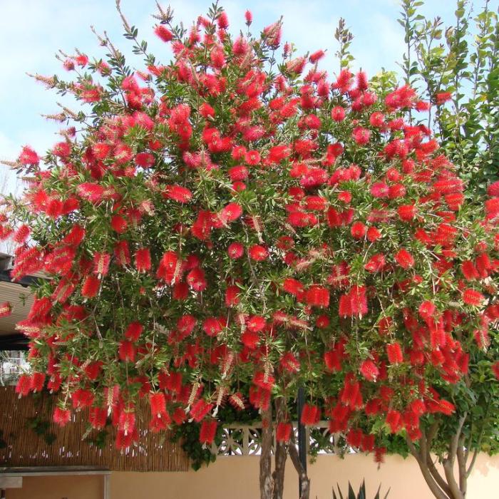 Plant photo of: Callistemon citrinus