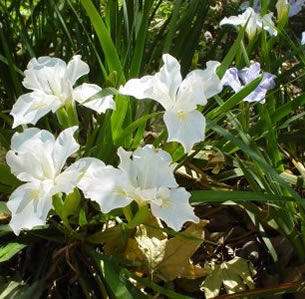 Shade Plants