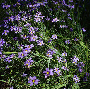 California Native Plants